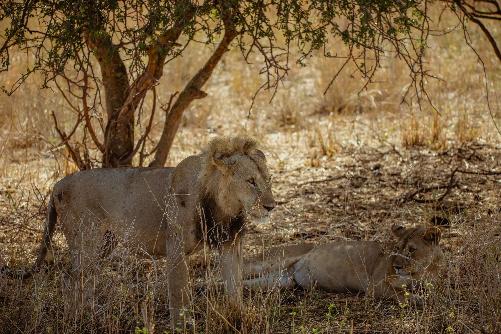 Lion in an East African safari landscape